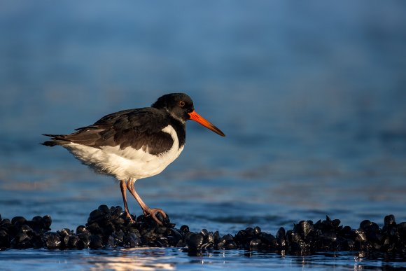 Beccaccia di mare -  Eurasian oystercatcher (Haematopus ostralegus)