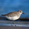 Pivieressa -  Grey plover (Pluvialis squatarola)