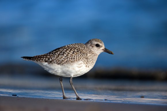 Pivieressa -  Grey plover (Pluvialis squatarola)