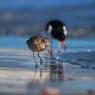 Pittima minore -  Bar-tailed godwit (Limosa lapponica)