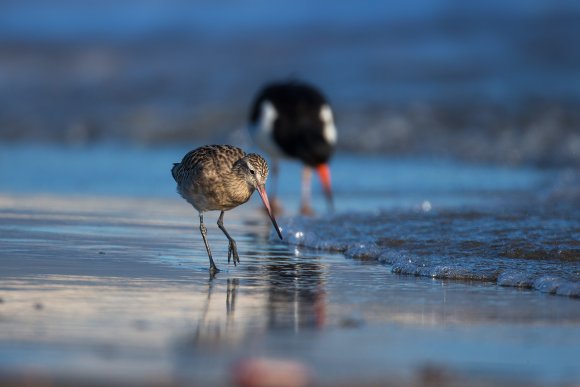 Pittima minore -  Bar-tailed godwit (Limosa lapponica)