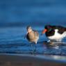 Beccaccia di mare -  Eurasian oystercatcher (Haematopus ostralegus)