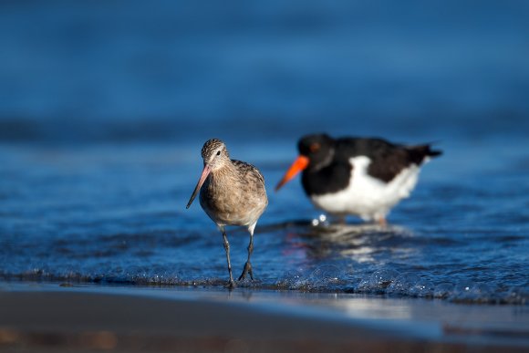 Beccaccia di mare -  Eurasian oystercatcher (Haematopus ostralegus)