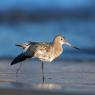 Pittima minore -  Bar-tailed godwit (Limosa lapponica)