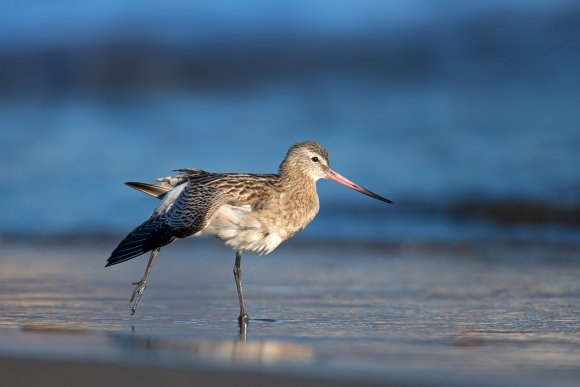 Pittima minore -  Bar-tailed godwit (Limosa lapponica)