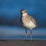 Pivieressa -  Grey plover (Pluvialis squatarola)