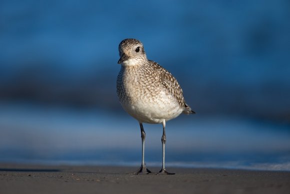 Pivieressa -  Grey plover (Pluvialis squatarola)