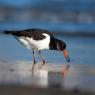 Beccaccia di mare -  Eurasian oystercatcher (Haematopus ostralegus)