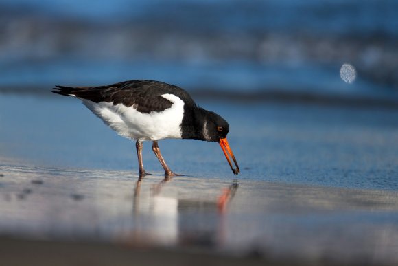 Beccaccia di mare -  Eurasian oystercatcher (Haematopus ostralegus)