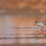 Totano moro - Spotted redshank (Tringa erythropus)