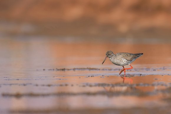 Totano moro - Spotted redshank (Tringa erythropus)