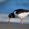 Beccaccia di mare -  Eurasian oystercatcher (Haematopus ostralegus)