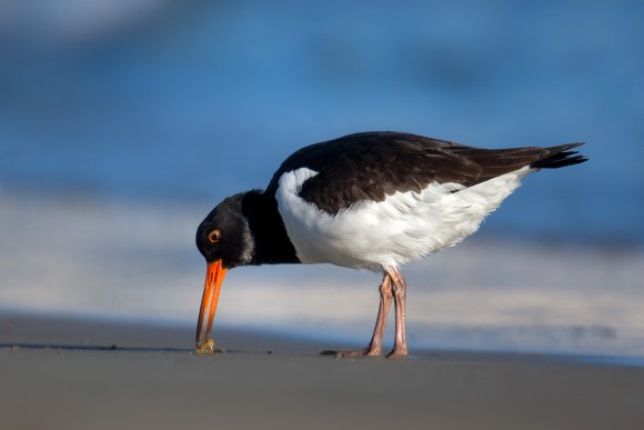 Beccaccia di mare -  Eurasian oystercatcher (Haematopus ostralegus)