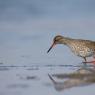 Totano moro - Spotted redshank (Tringa erythropus)