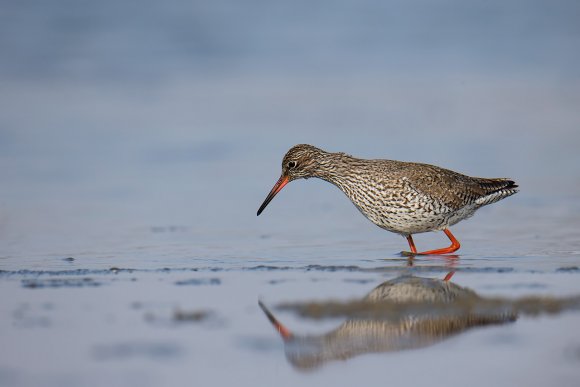 Totano moro - Spotted redshank (Tringa erythropus)