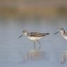 Pantana - Common greenshank (Tringa nebularia)