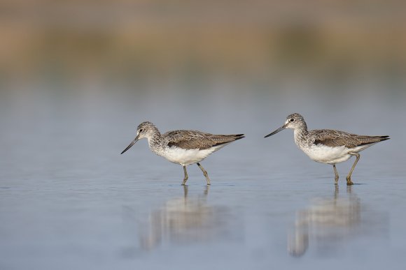 Pantana - Common greenshank (Tringa nebularia)