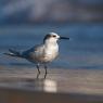 Beccapesci - Sandwich tern (Thalasseus sandvicensis)