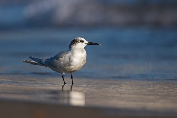 Beccapesci - Sandwich tern (Thalasseus sandvicensis)