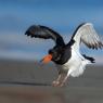 Beccaccia di mare -  Eurasian oystercatcher (Haematopus ostralegus)