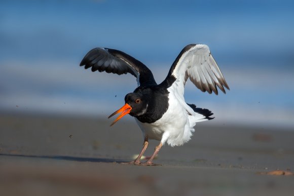 Beccaccia di mare -  Eurasian oystercatcher (Haematopus ostralegus)