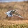 Eurasian curlew (Numenius arquata)