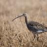 Eurasian curlew (Numenius arquata)