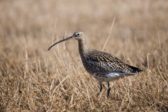 Eurasian curlew (Numenius arquata)