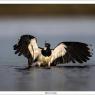 Pavoncella - Northern lapwing (Vanellus vanellus)