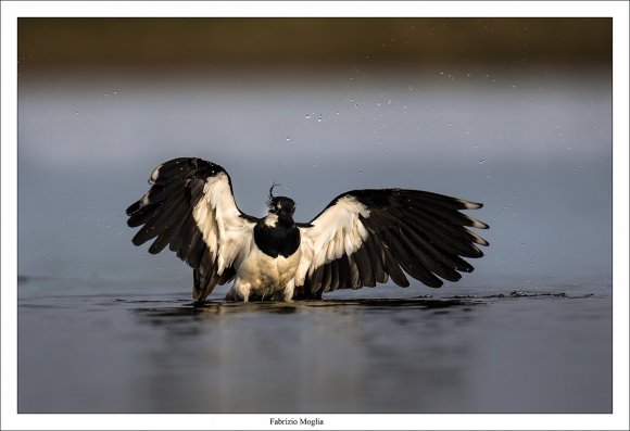 Pavoncella - Northern lapwing (Vanellus vanellus)