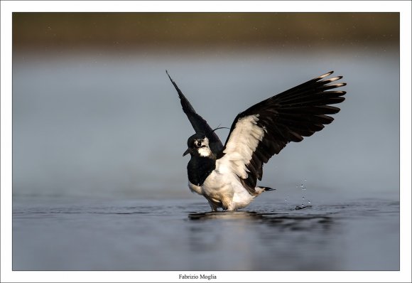 Pavoncella - Northern lapwing (Vanellus vanellus)