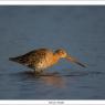 Pittima reale - Black tailed godwit (Limosa limosa)