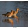 Pittima reale - Black tailed godwit (Limosa limosa)