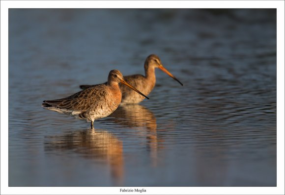 Pittima reale - Black tailed godwit (Limosa limosa)