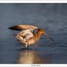 Pittima reale - Black tailed godwit (Limosa limosa)