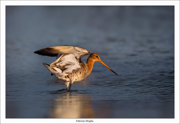 Pittima reale - Black tailed godwit (Limosa limosa)