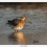 Pittima reale - Black tailed godwit (Limosa limosa)