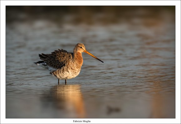 Pittima reale - Black tailed godwit (Limosa limosa)