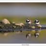 Corriere piccolo - Little ringed plover (Charadrius dubius)