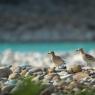 Occhione - Stone curlew (Burhinus oedicnemus)