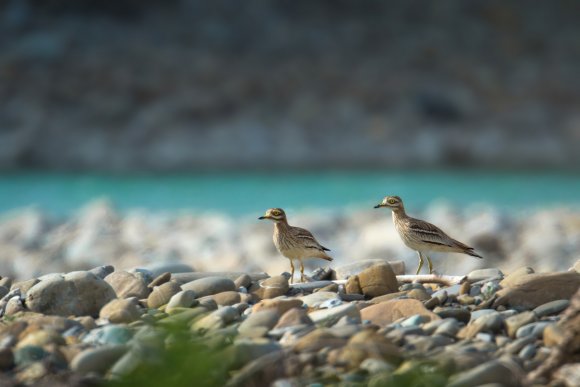 Occhione - Stone curlew (Burhinus oedicnemus)