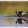 Pavoncella - Northern lapwing (Vanellus vanellus)