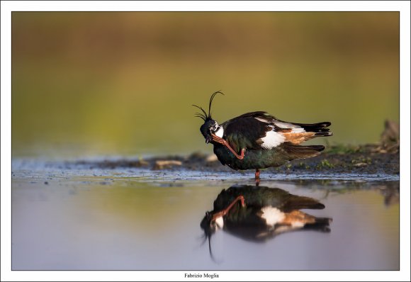 Pavoncella - Northern lapwing (Vanellus vanellus)