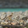 Occhione - Stone curlew (Burhinus oedicnemus)