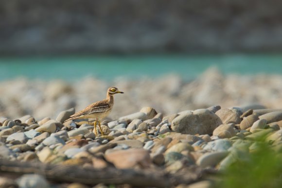 Occhione - Stone curlew (Burhinus oedicnemus)