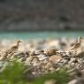 Occhione - Stone curlew (Burhinus oedicnemus)