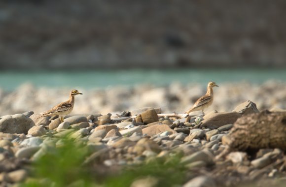 Occhione - Stone curlew (Burhinus oedicnemus)