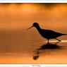 Cavaliere d'Italia - Black winged stilt (Himantopus himantopus)