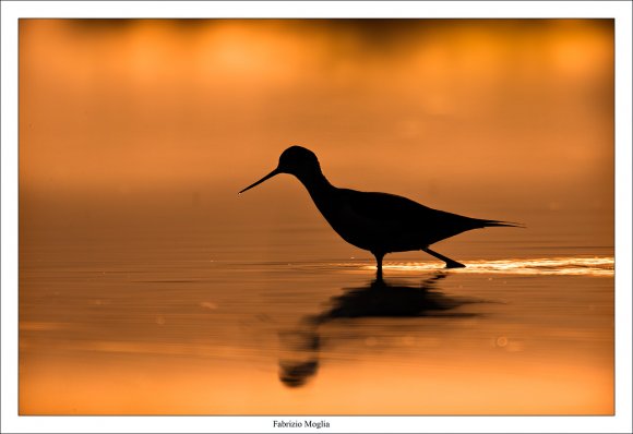 Cavaliere d'Italia - Black winged stilt (Himantopus himantopus)