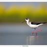 Cavaliere d'Italia - Black winged stilt (Himantopus himantopus)